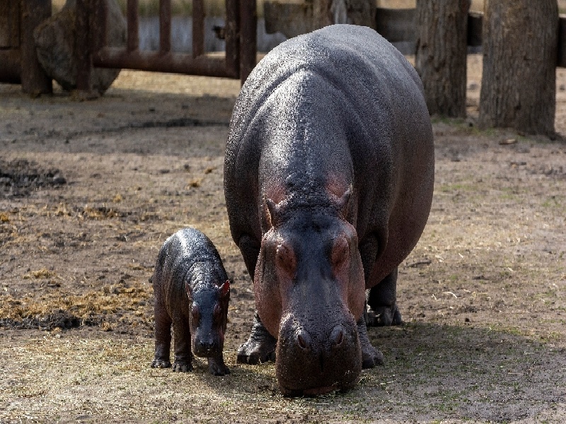 兰州试管后怎么吃饭好些（胖的人试管成功）